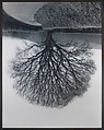 Welsh Oaks #1, Rodney Graham  Canadian, Chromogenic print