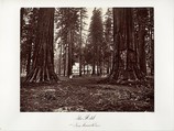 The Hotel from Mammoth Grove, Carleton E. Watkins  American, Albumen silver print from glass negative