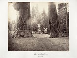 The Sentinels, 315 feet, Yosemite, Carleton E. Watkins  American, Albumen silver print from glass negative