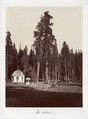 The Sentinel, 315 feet, Carleton E. Watkins  American, Albumen silver print from glass negative
