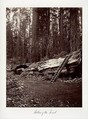 Father of the Forest, Carleton E. Watkins American, Albumen silver print from glass negative