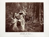 The Father of the Forest, 112 feet circumference, Calaveras Grove, Carleton E. Watkins  American, Albumen silver print from glass negative