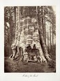 Mother of the Forest, Carleton E. Watkins American, Albumen silver print from glass negative