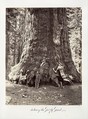 Section of the Grizzly Giant, 101 feet circumference, Carleton E. Watkins  American, Albumen silver print from glass negative