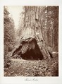 Pioneer's Cabin, Carleton E. Watkins American, Albumen silver print from glass negative