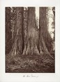 The Three Graces, 272 feet, Carleton E. Watkins American, Albumen silver print from glass negative