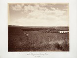Lake Vineyard and Orange Grove, Los Angeles, Carleton E. Watkins  American, Albumen silver print from glass negative