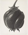 Blumenbachia hieronymi, Karl Blossfeldt German, Gelatin silver print
