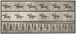 [Horse and Rider Galloping], Eadweard Muybridge (British and American, Kingston upon Thames 1830–1904 Kingston upon Thames), Collotype