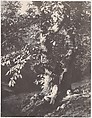 Homme allongé au pied d'un chàtaignier, Charles Marville (French, Paris 1813–1879 Paris), Salted paper print (Blanquart-Évrard process) from paper negative