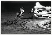3 White (DG's Mr. Postman) Fourth Race, Phoenix Greyhound Park, Phoenix, Arizona, August 22, 1994, Christopher Williams  American, Gelatin silver print