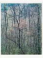 Redbud Trees in Bottom Land, Red River Gorge, Kentucky, Eliot Porter  American, Dye transfer print