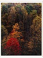 Poplars and Hillside, Newfound Gap Road, Great Smoky Mountains National Park, Tennessee, Eliot Porter  American, Dye transfer print