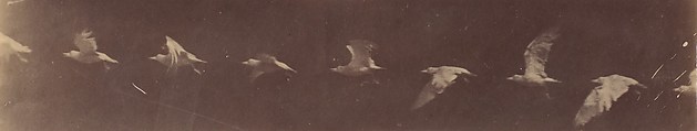 [Bird in Flight], Etienne-Jules Marey  French, Albumen silver print from glass negative