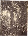 View in Camoens Garden Macao, John Thomson British, Scottish, Albumen silver print from glass negative