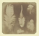 [Chicken Feathers], Nevil Story Maskelyne  British, Salted paper print