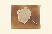 [Leaf], William Henry Fox Talbot  British, Salted paper print