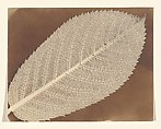 [Leaf], William Henry Fox Talbot  British, Salted paper print