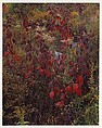 Blackberry Bushes, Adirondack Park, New York, Eliot Porter  American, Dye transfer print