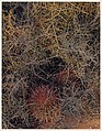 Red-spined Cactus and Lichen-covered Branches, Near El Aguajito, Baja California, Eliot Porter American, Dye transfer print