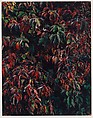 Dogwood Berries, Foothills Parkway, South of Great Smoky Mountains National Park, Tennessee, Eliot Porter  American, Dye transfer print