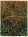 Long-stemmed Grasses, Great Spruce Head Island, Maine, Eliot Porter  American, Dye transfer print