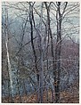 Trees and Pond, Near Sherborn, Massachusetts, Eliot Porter  American, Dye transfer print