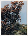 Elephant Tree in Bloom, Near El Mármol, Baja California, Eliot Porter  American, Dye transfer print