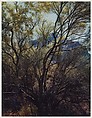 Paloverde Trunks, Tucson Mountain Park, Arizona, Eliot Porter  American, Dye transfer print