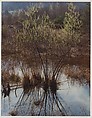 Willows in Slough, Near Hillsborough, New Hampshire, Eliot Porter  American, Dye transfer print