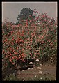 Cat and Sweetpeas, Moss British, Autochrome