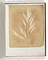 Album di disegni fotogenici, William Henry Fox Talbot (British, Dorset 1800–1877 Lacock), Salted paper prints
