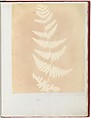 Album di disegni fotogenici, William Henry Fox Talbot (British, Dorset 1800–1877 Lacock), Salted paper prints