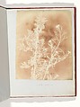 Album di disegni fotogenici, William Henry Fox Talbot (British, Dorset 1800–1877 Lacock), Salted paper prints