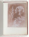 Album di disegni fotogenici, William Henry Fox Talbot (British, Dorset 1800–1877 Lacock), Salted paper prints