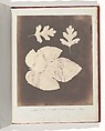Album di disegni fotogenici, William Henry Fox Talbot (British, Dorset 1800–1877 Lacock), Salted paper prints