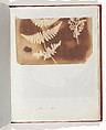 Album di disegni fotogenici, William Henry Fox Talbot (British, Dorset 1800–1877 Lacock), Salted paper prints