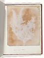 Album di disegni fotogenici, William Henry Fox Talbot (British, Dorset 1800–1877 Lacock), Salted paper prints