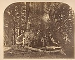 Section of the Grizzly Giant, Mariposa Grove, Yosemite, Carleton E. Watkins American, Albumen silver print from glass negative