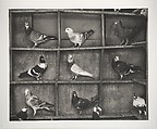 Pigeon Roost, India, Fazal Sheikh (American, born 1965), Inkjet print