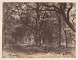 Wood-scene, Norton, Cheshire, Thomas Davies  British, Albumen silver print