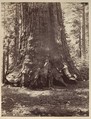 Section of the Grizzly Giant with Galen Clark, Mariposa Grove, Yosemite, Carleton E. Watkins  American, Albumen silver print from glass negative