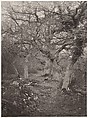Forêt de Fontainebleau, William Harrison  British, Carbon print from glass negative