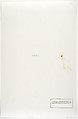 [Young Man on Street, Cupping in Hands a White Baby Bird, India], Leon Levinstein (American, Buckhannon, West Virginia 1910–1988 New York), Gelatin silver print