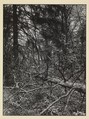 [Fallen Tree in Forest, Germany], August Sander  German, Gelatin silver print