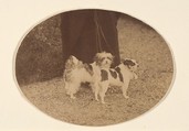Les Chiens, Pierre-Louis Pierson  French, Albumen silver print from glass negative