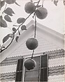 Gable and Apples, Alfred Stieglitz American, Gelatin silver print