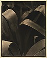 Garden Iris—Georgetown, Maine, Paul Strand American, Gelatin silver print