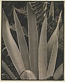 Wild Iris, Maine, Paul Strand American, Gelatin silver print