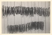 [Two Strings of Fish Nailed to a Wall], Charles Henry Breed  American, Gelatin silver print